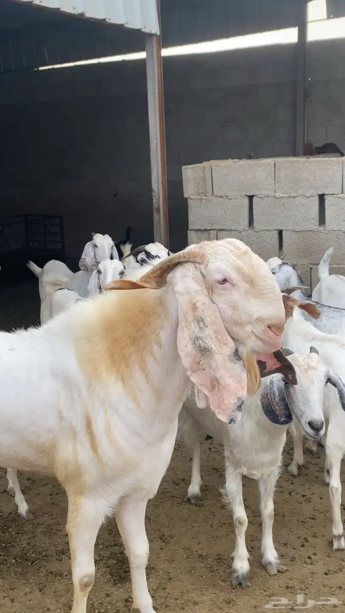 تيس فحل بنجابي 1