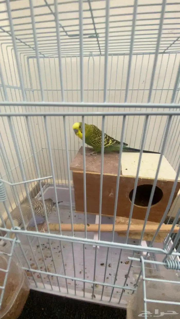 طيور الحب مافيه العافيه مع الشبك و العلاف 0