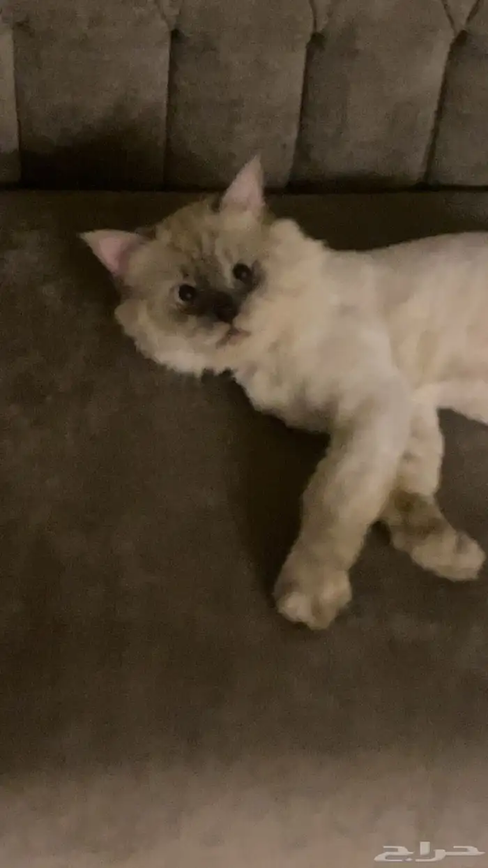 قطه تبني مع جميع أغراضها 0