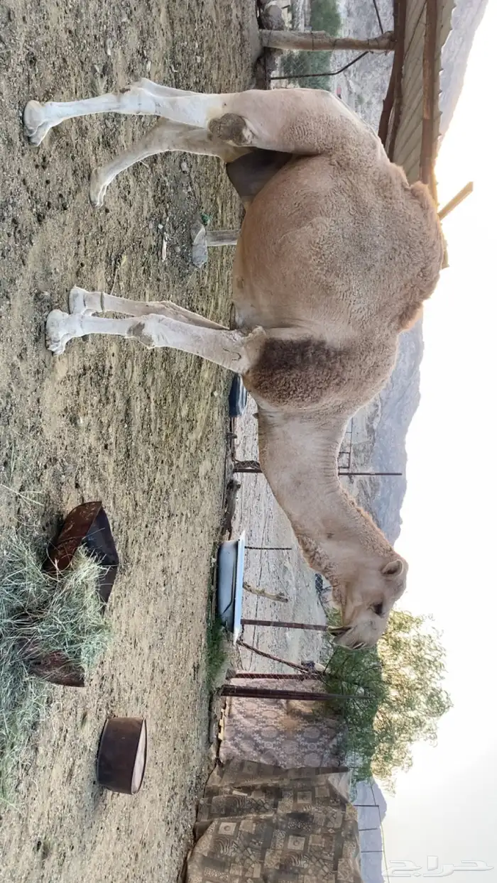 بعير للبيع 3