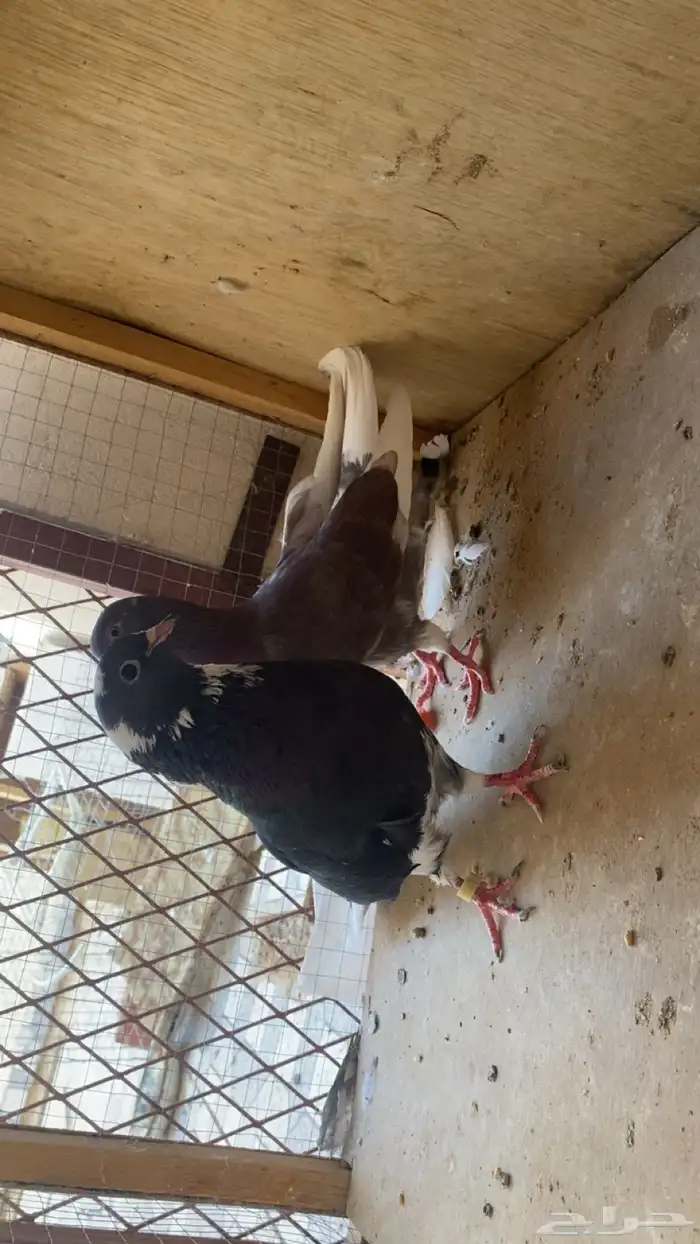 حمام قلابي مع عياله 3