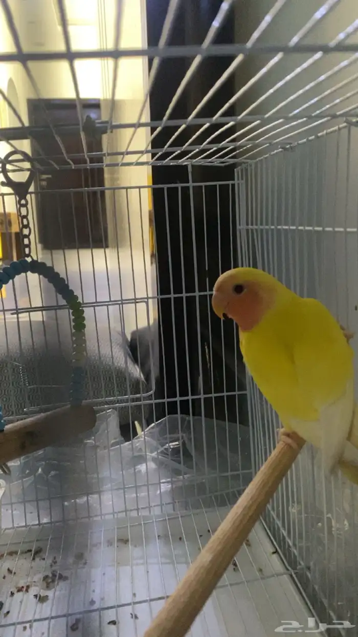 روز لبيع الحد 120 0