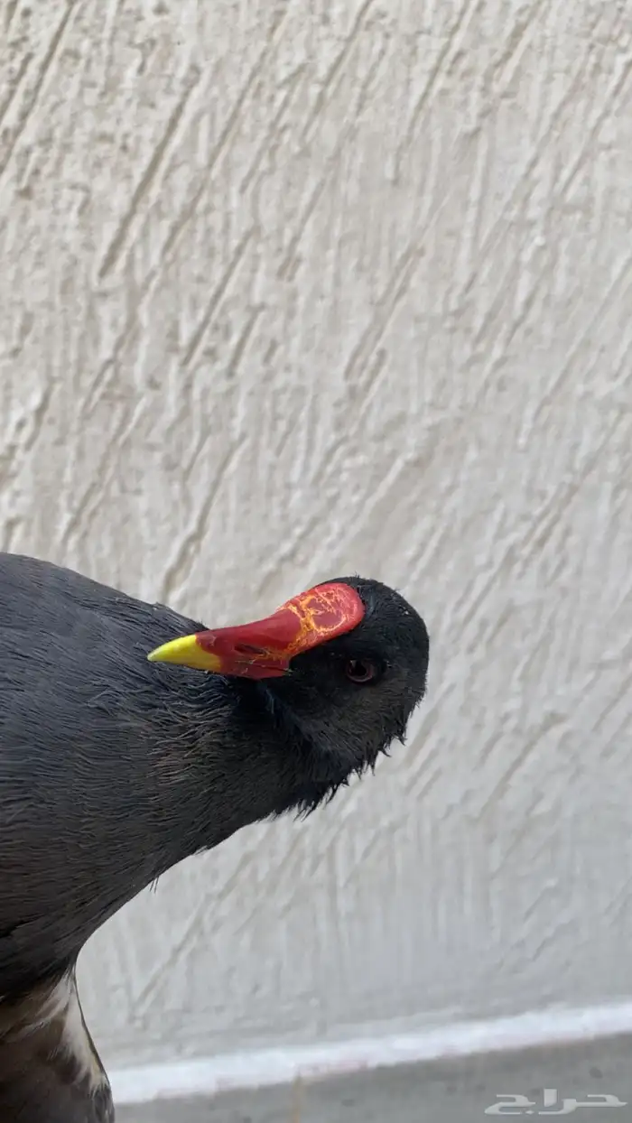 دجاج الما مريعي طيور 1