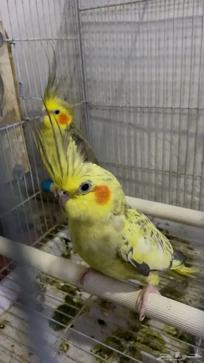 كروان جوز منتج 2