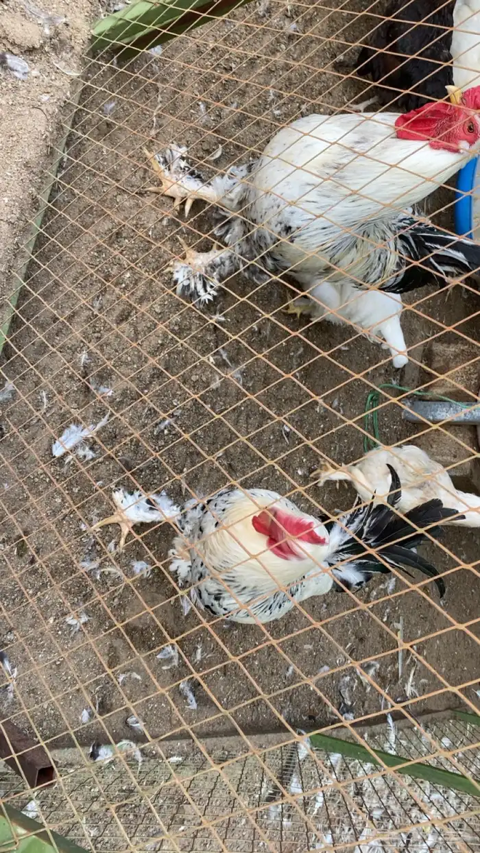 ديوك براهما للبيع 2