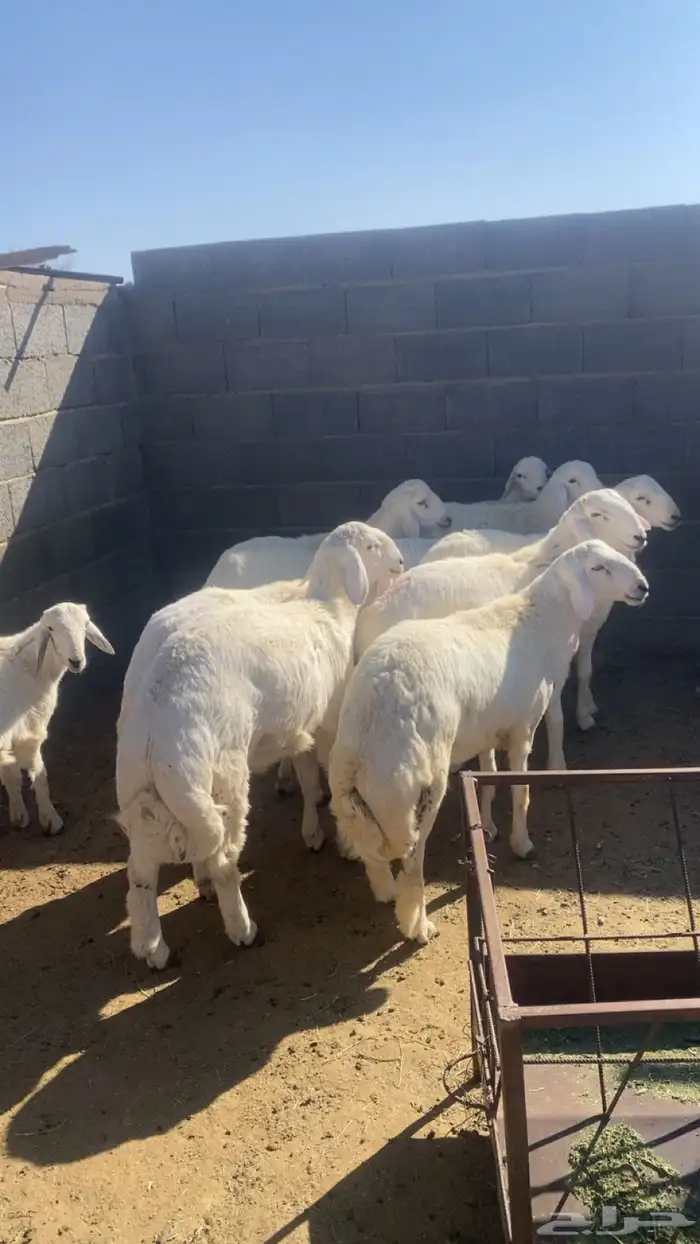 خرفان طليان جبر 0