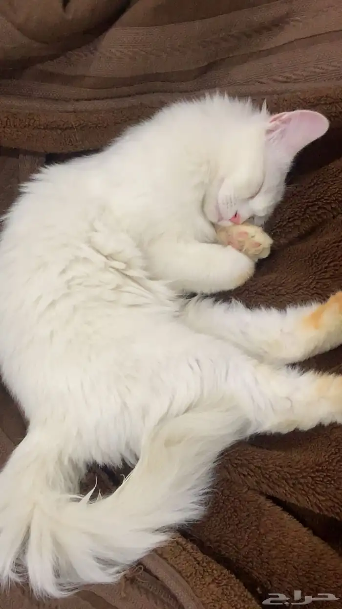 قطو أنثى اثنين مفقودين على رجولهم حنه الي يحصلهم له مكافأ 0