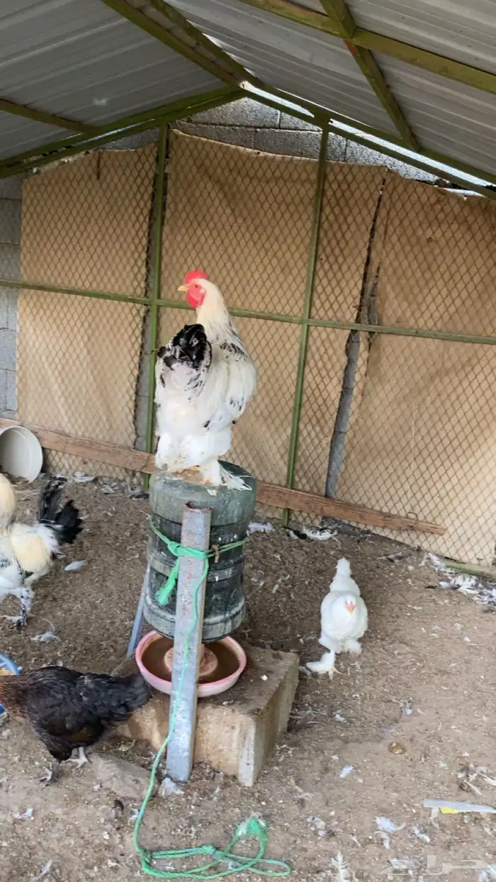 ديوك براهما للبيع 0