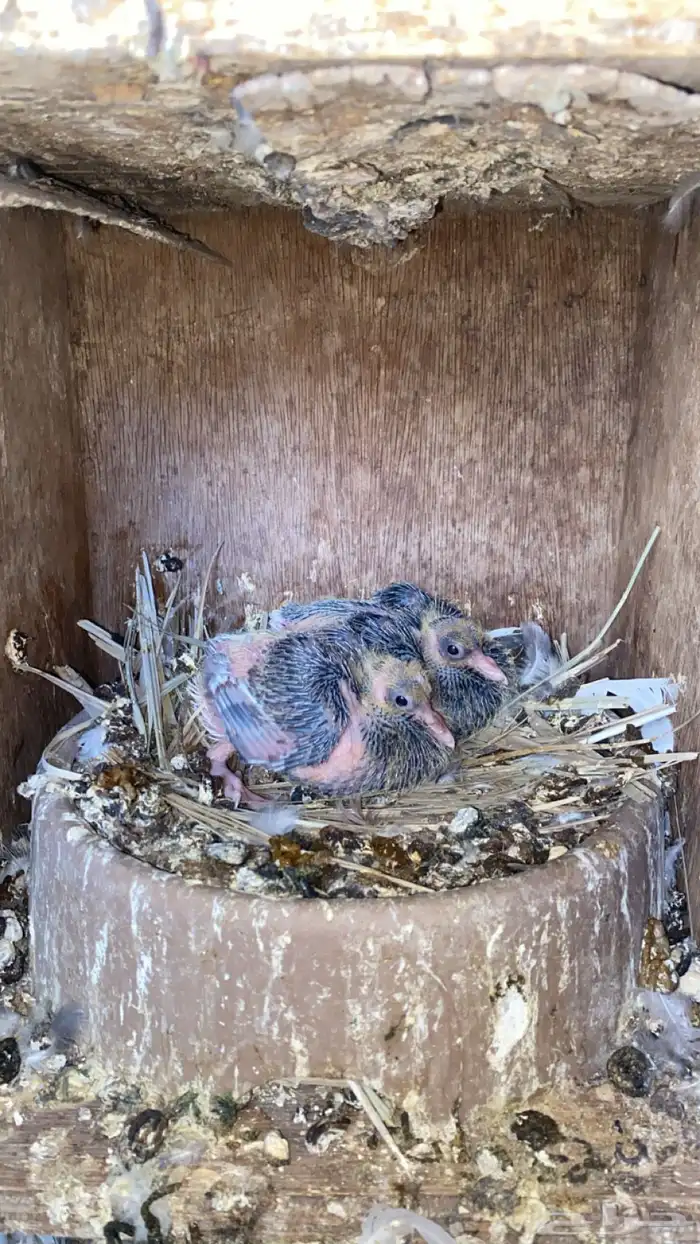 حمام قلابي مع عياله 4