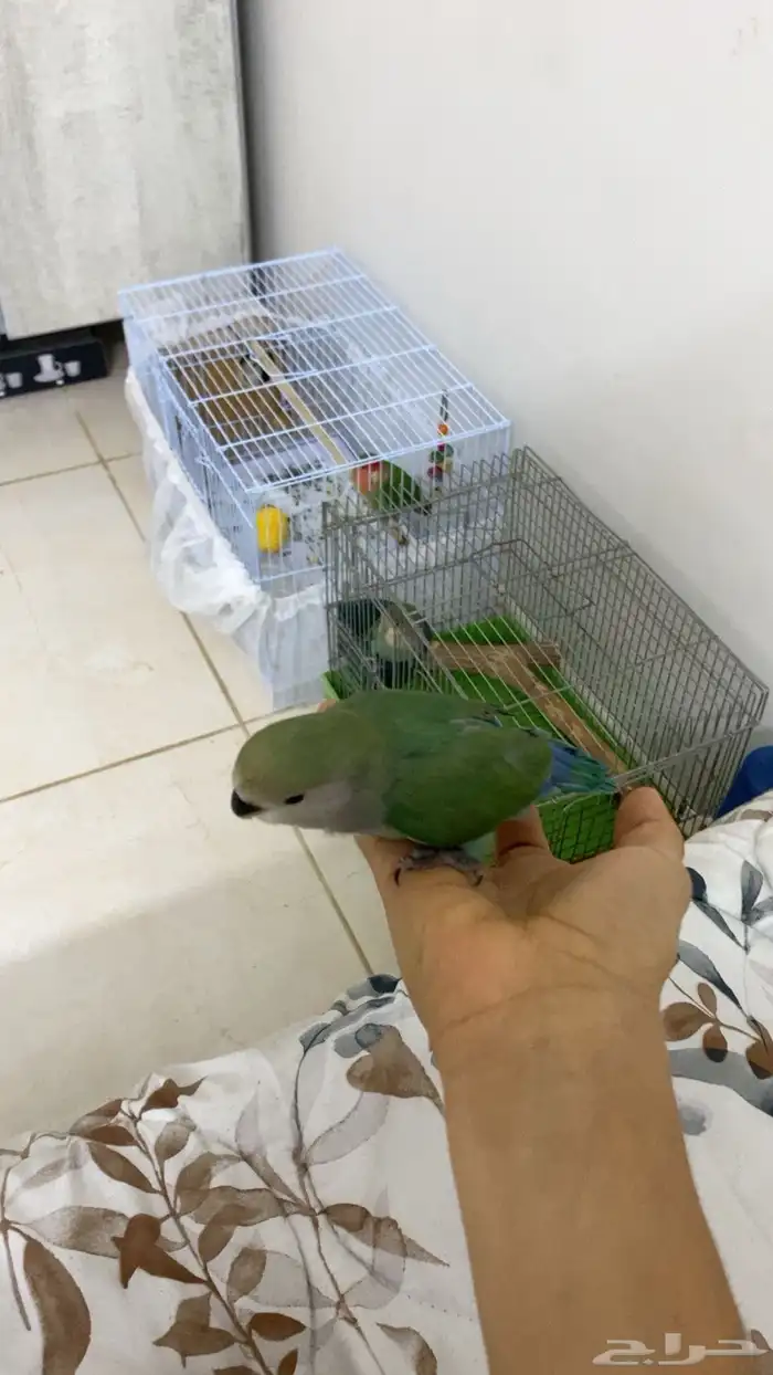 فروخ روز واحد عمره شهر ونص وثاني 3 شهور هدد 4