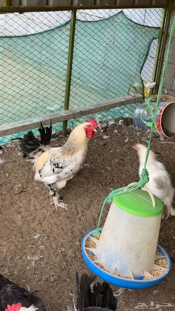 ديوك براهما للبيع 1