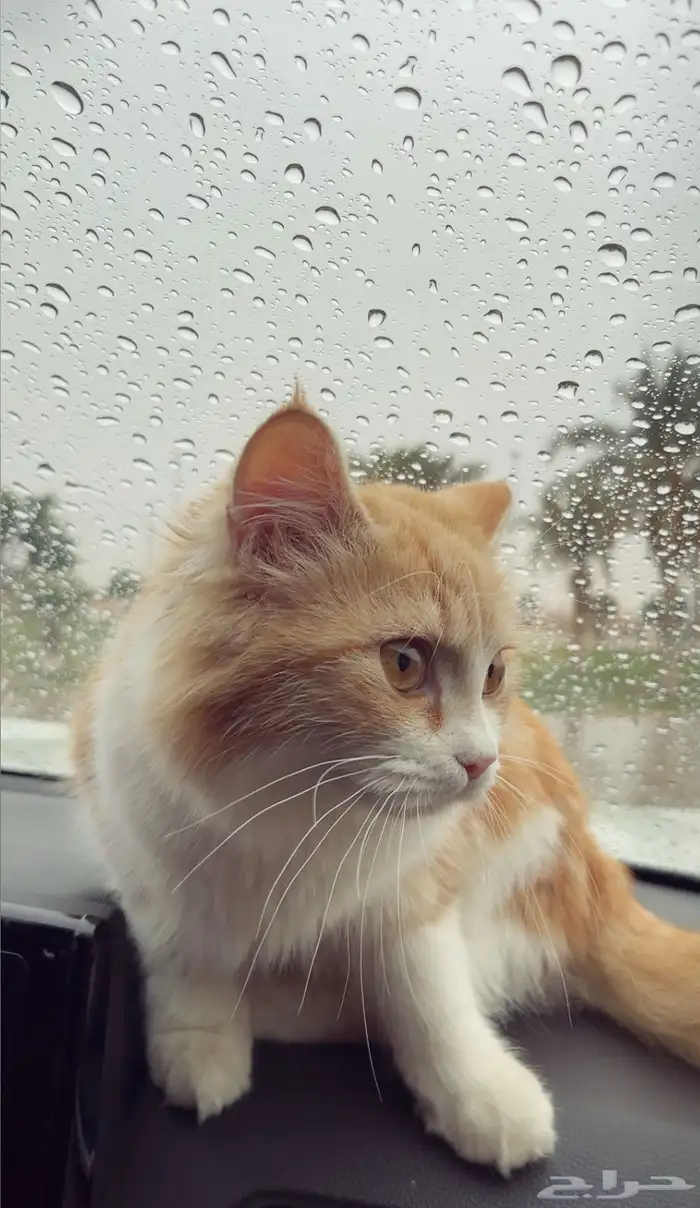 قطة للتبني 0