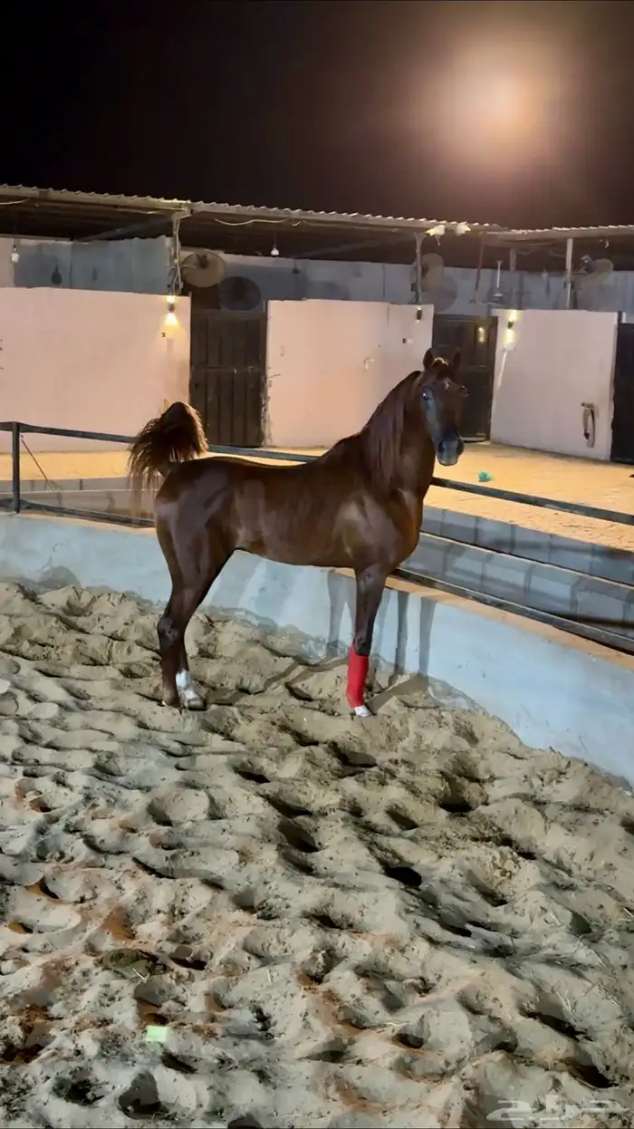 فحل مربط واهو فاخر 0