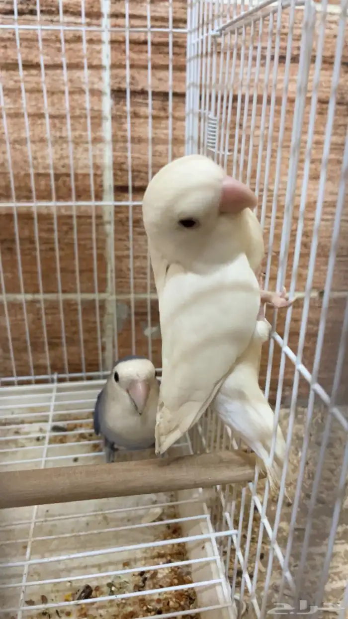 تم البيع تم البيع تم البيع زوج روز منتج 2