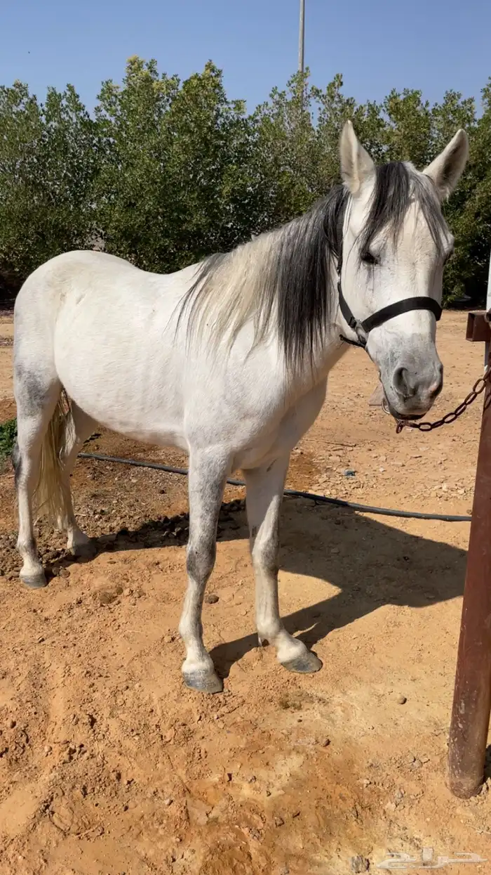 حصان معسوف 2