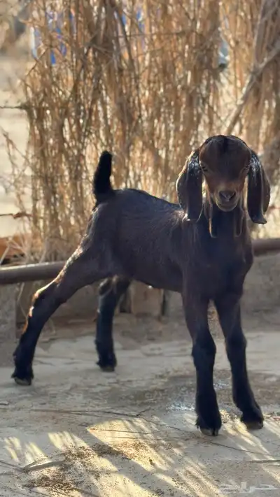 مشروع فحل تيس مطور ادهم ادبس العمر 7ايام index