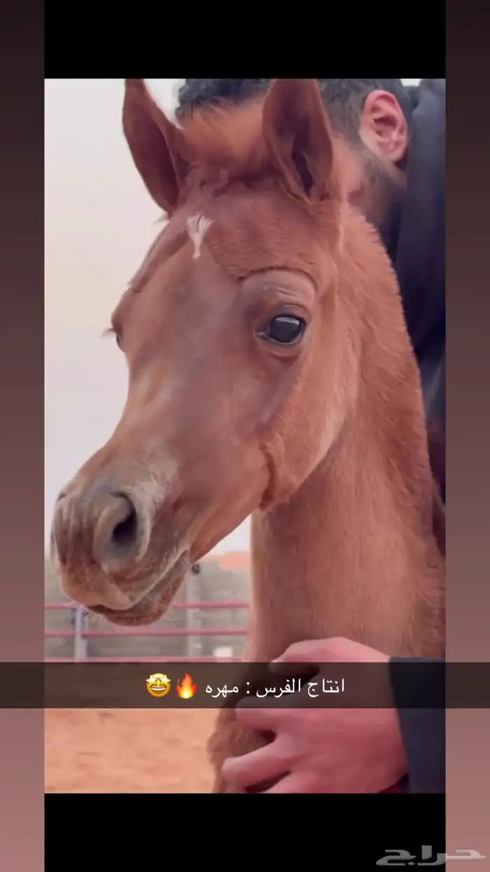 فرس واهو للبيع 5
