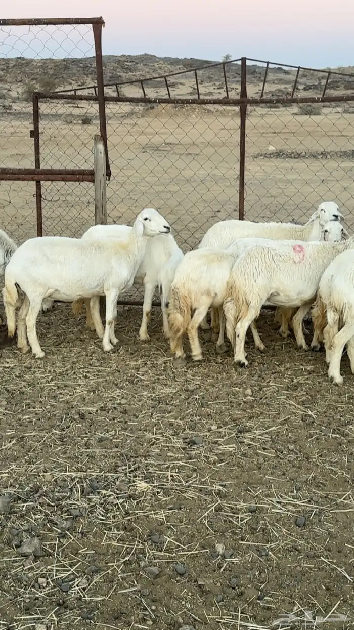 اعرض لكم حلالي ضان دفع دفاع بين مراح واحد ونضاف ومشروطه 2