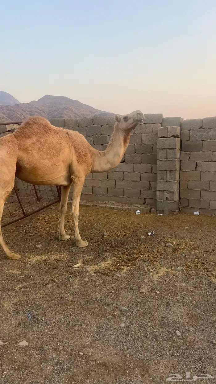 بكره كفو ع ضراب 1