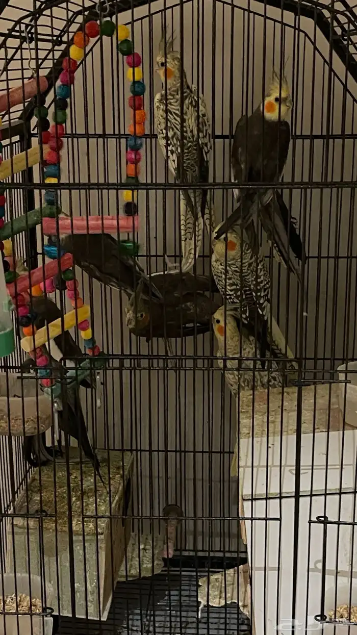 طيور كروان 3