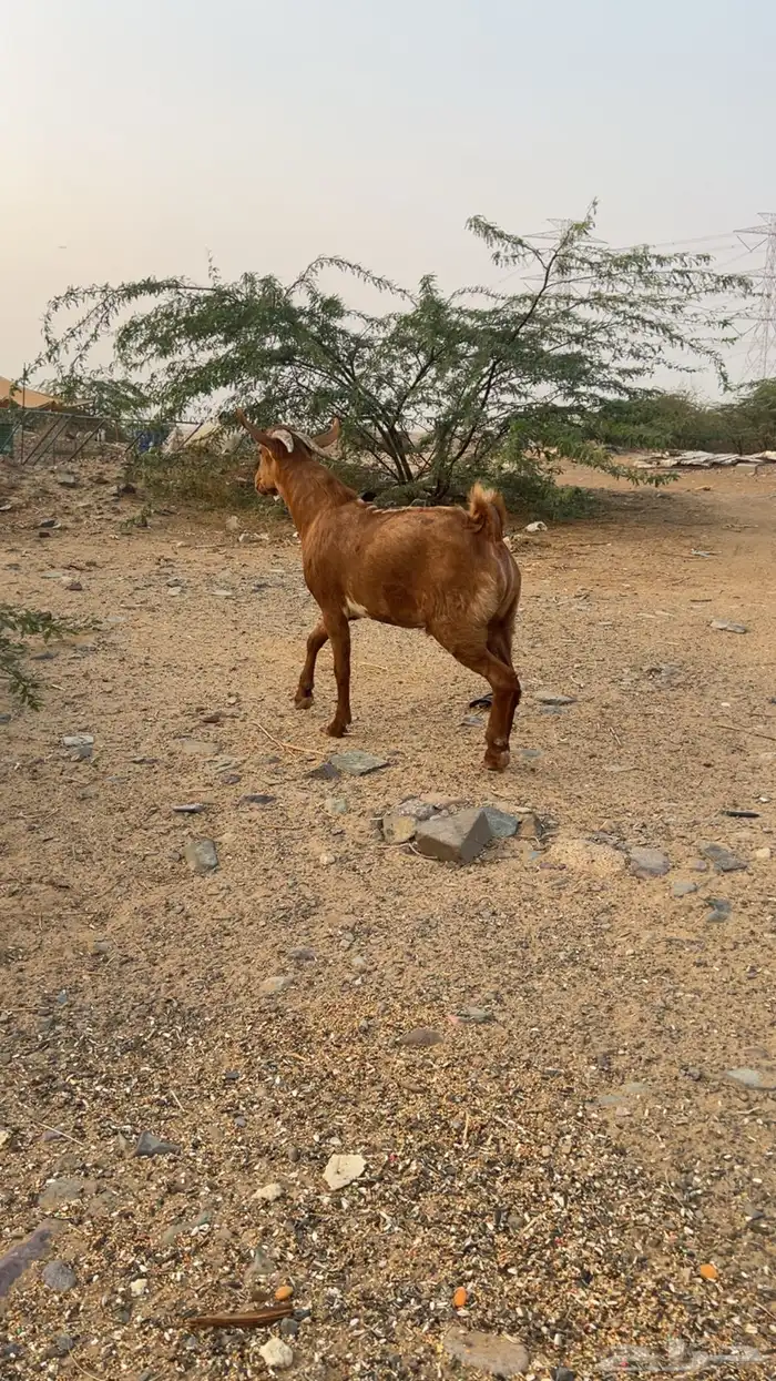 للبيع تيس محايلي 1