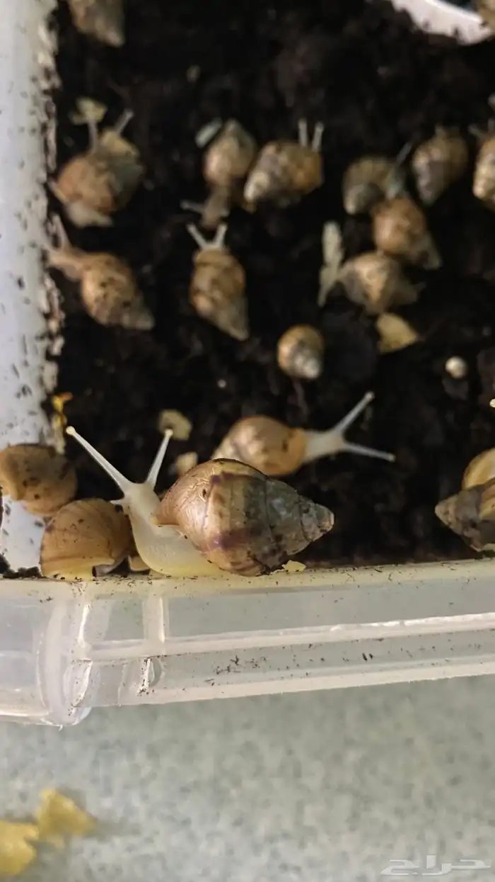 فل كولاجين للبشرة مباشرة من الحلزون 3