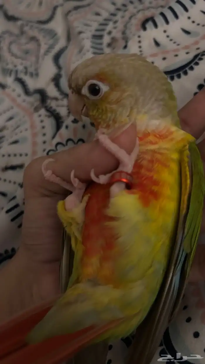 كنيور وروز متعلقين ببعض للبيع 0