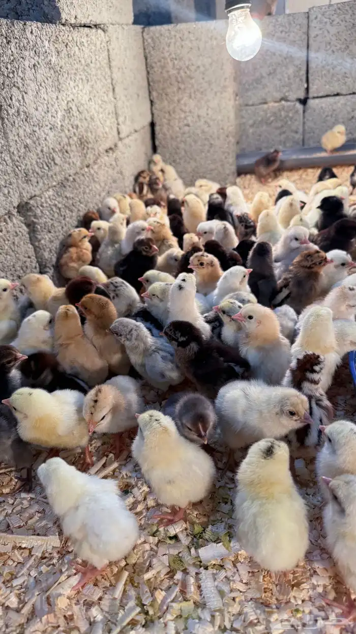 صيصان بلدي 0