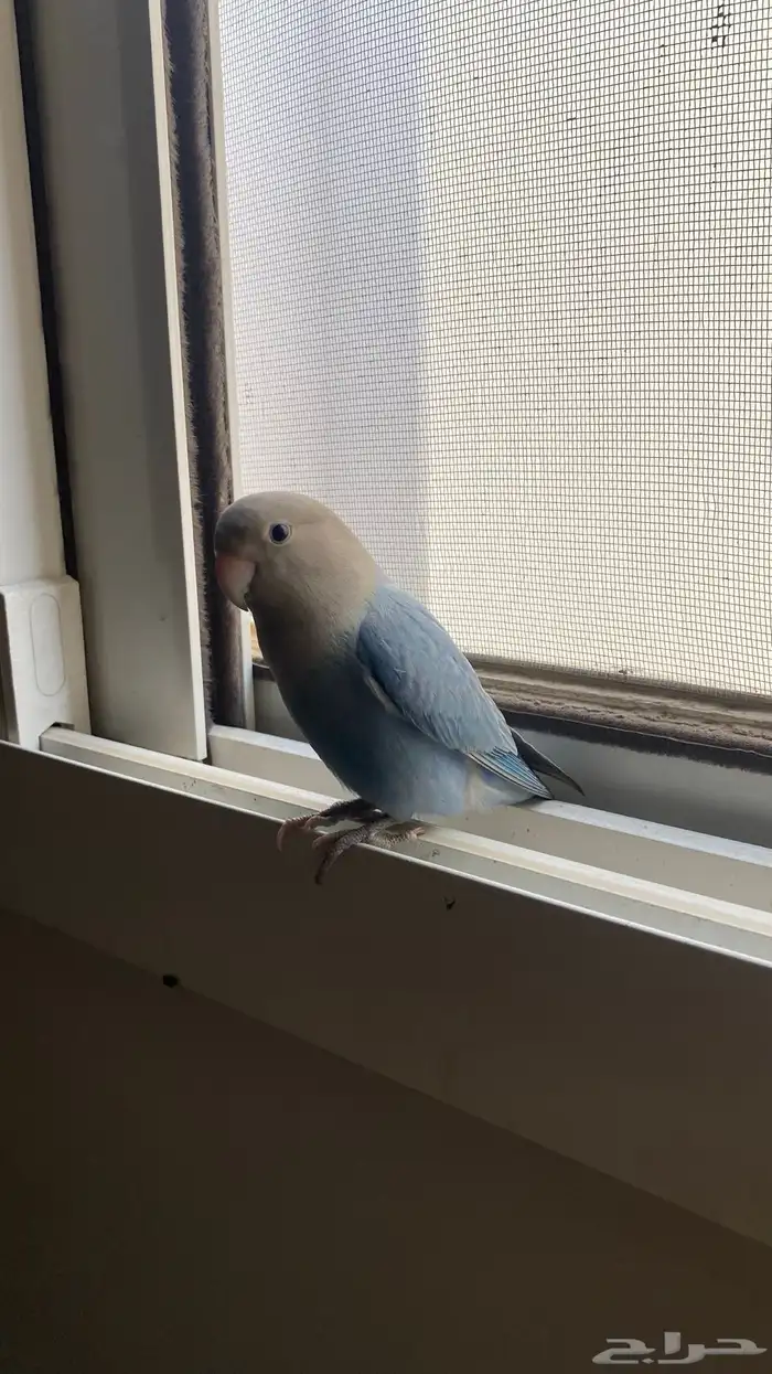 للبيع روز اليف 3