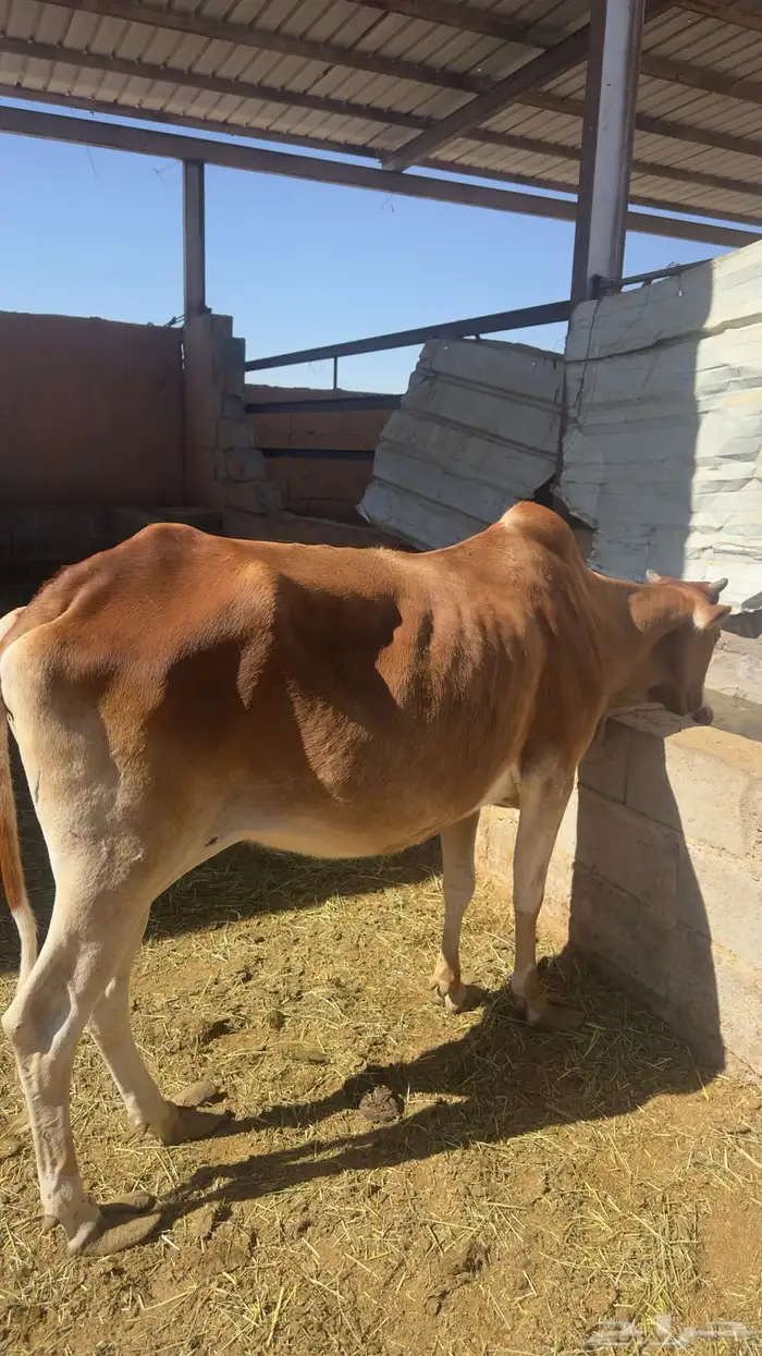 بقره القحه 0