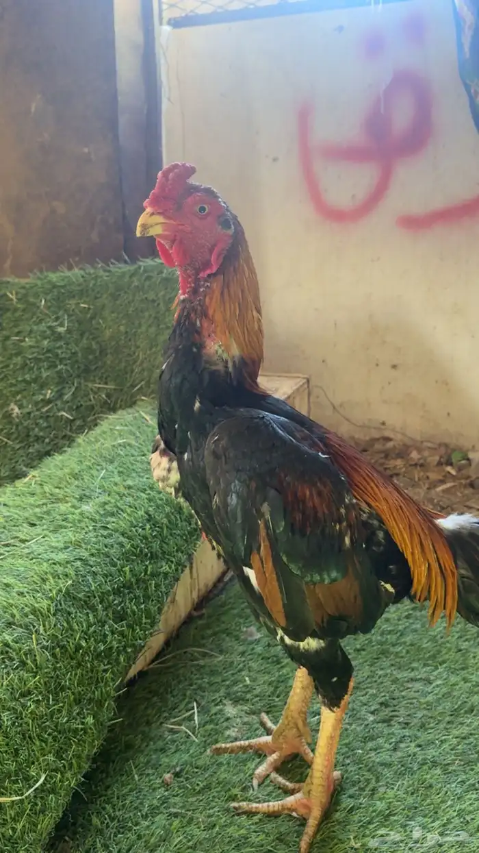 دجاج باكستاني شمو يباني و سندي 7