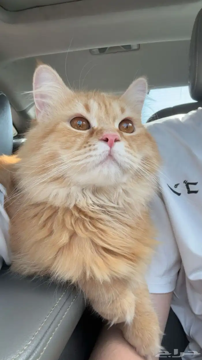 قط ذكر للتزواج 1