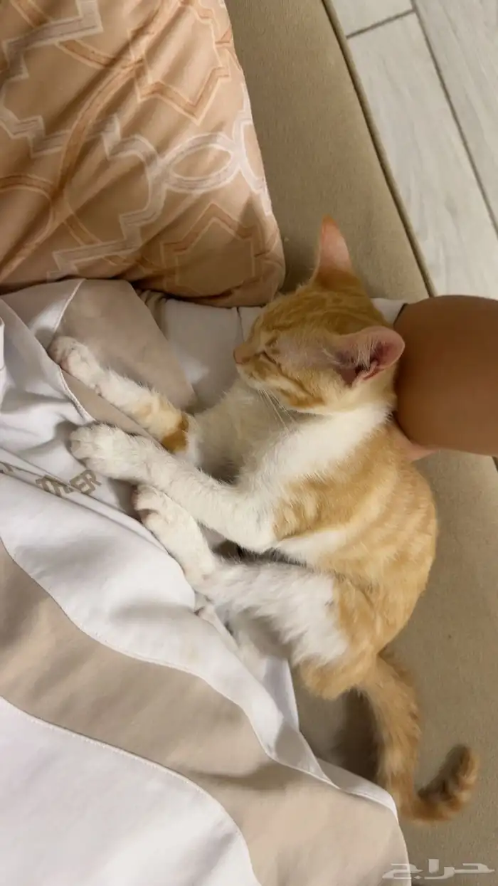 قطه مفقوده 3