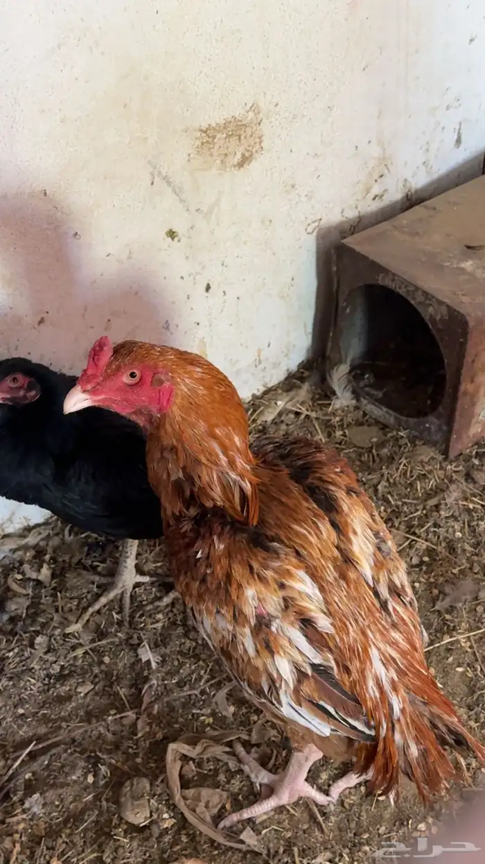 دجاج باكستاني شمو يباني و سندي 13