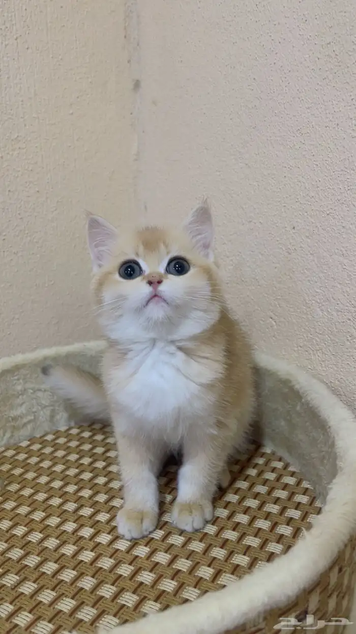 للبيع كيتن سكوتش قولد ny12 انثى 0