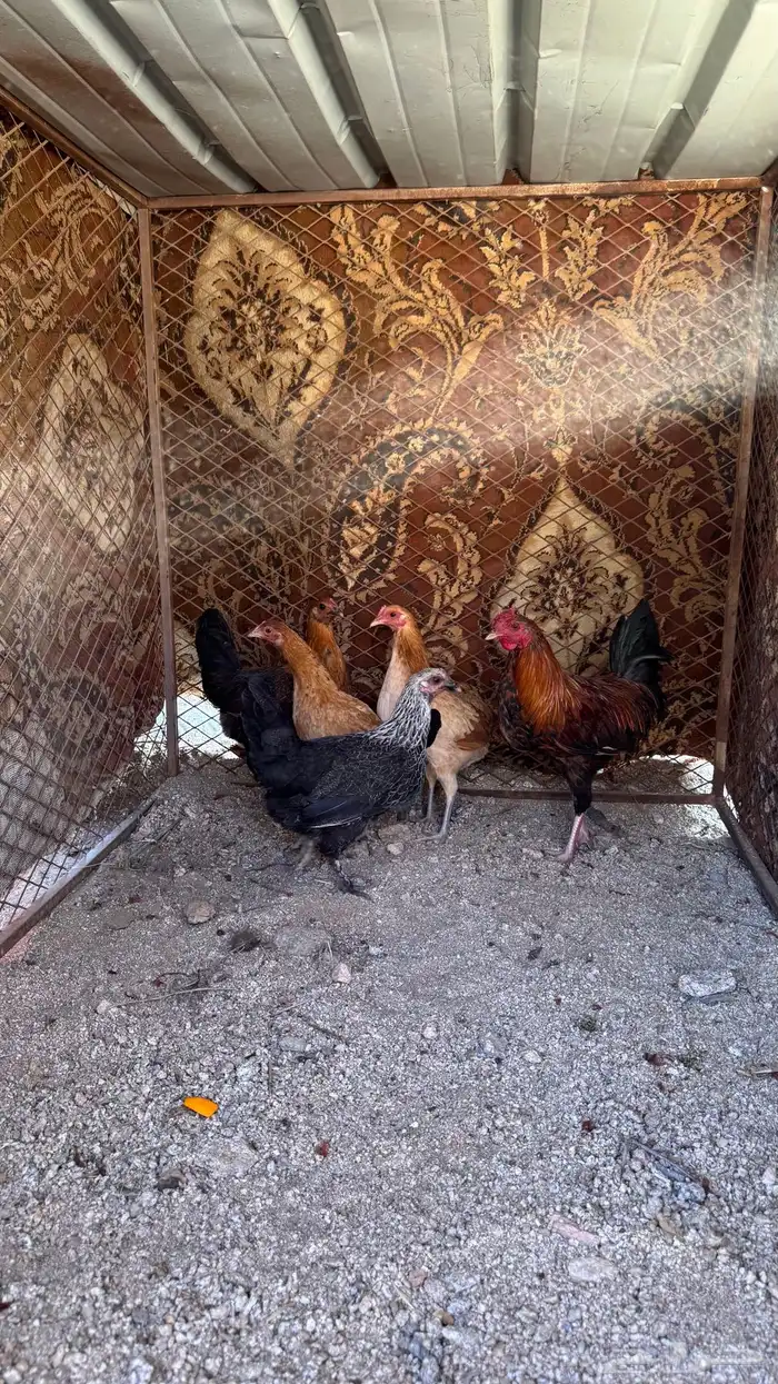 دجاج للبيع 2
