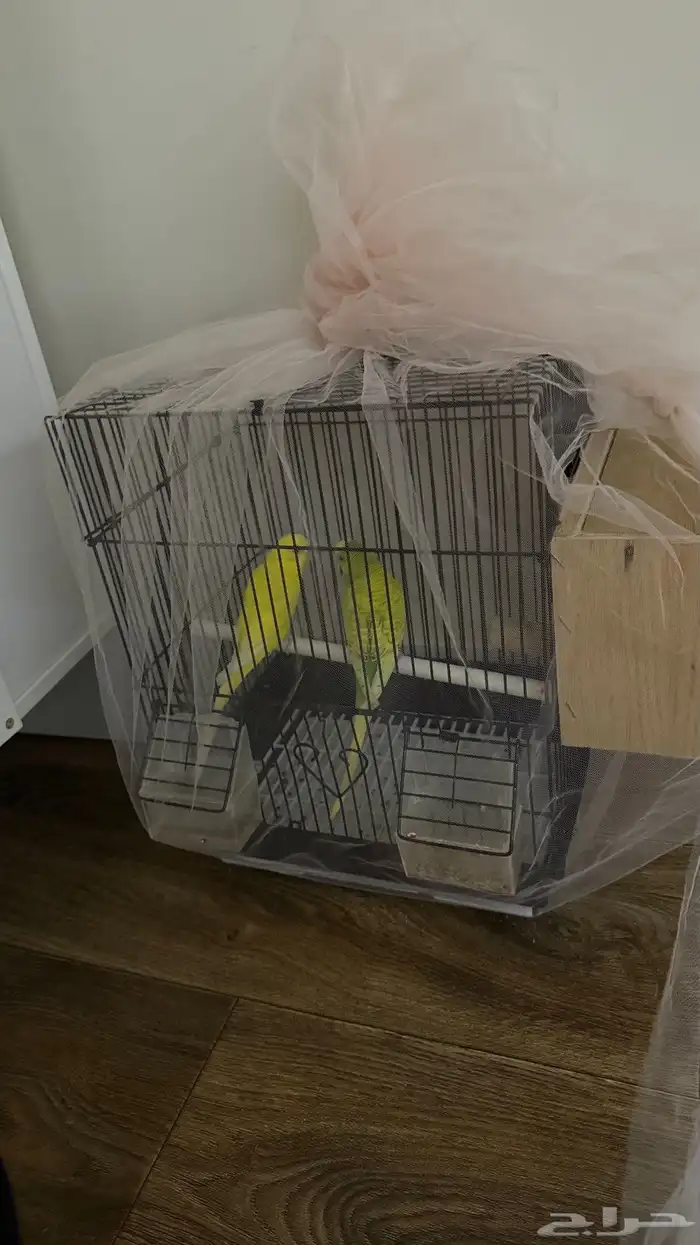 عصافير الحب 1