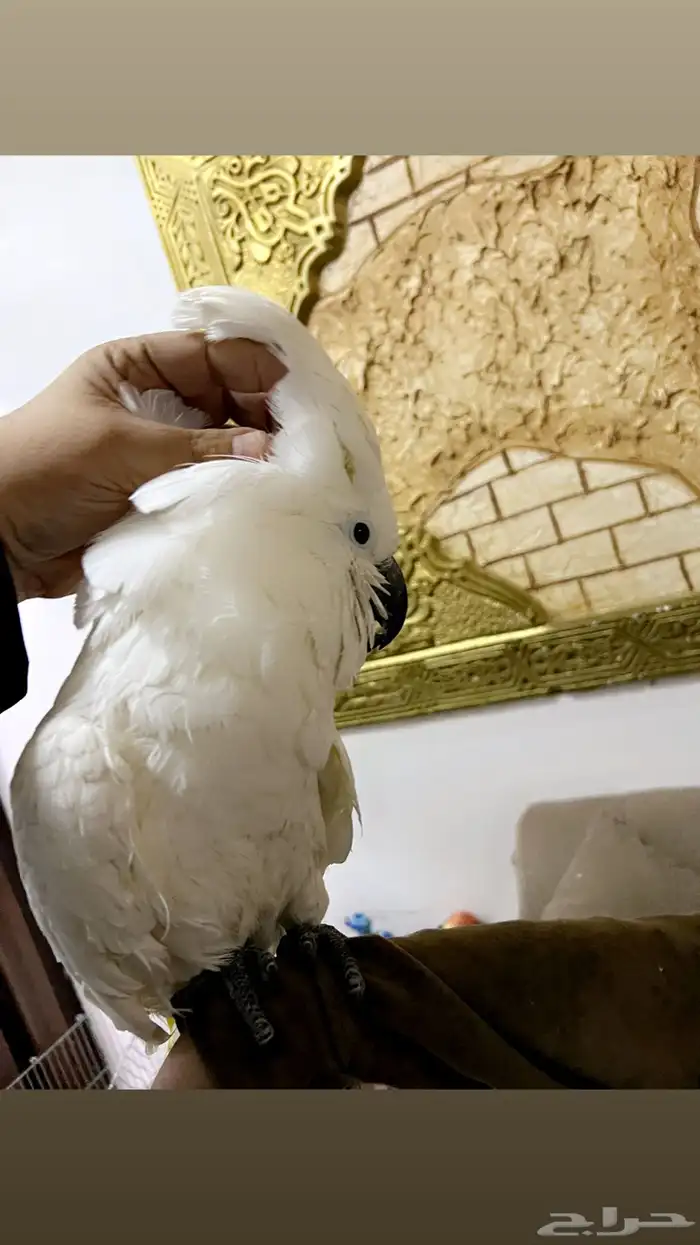 كوكاتو امبريلاء 7