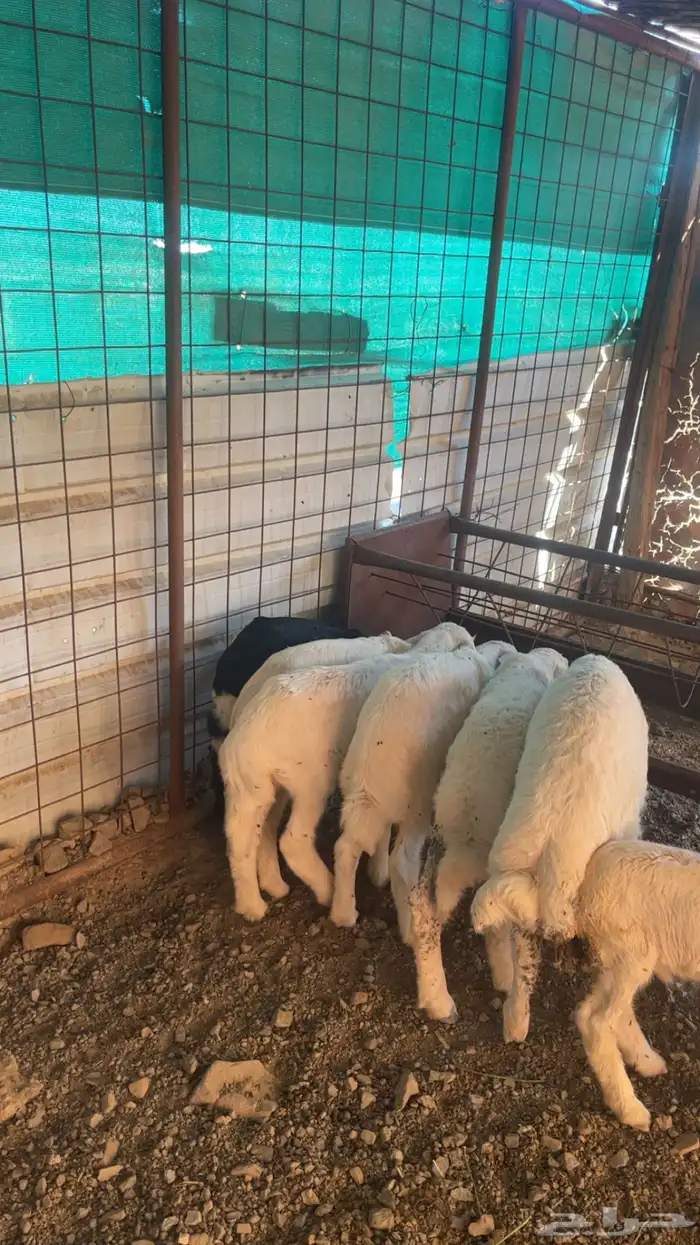 رخال حريات حرش والد 18