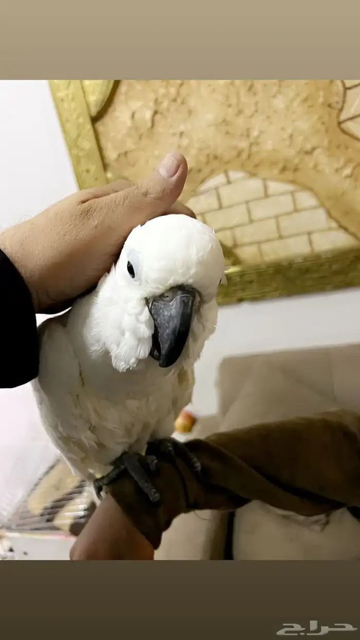 كوكاتو امبريلاء 3