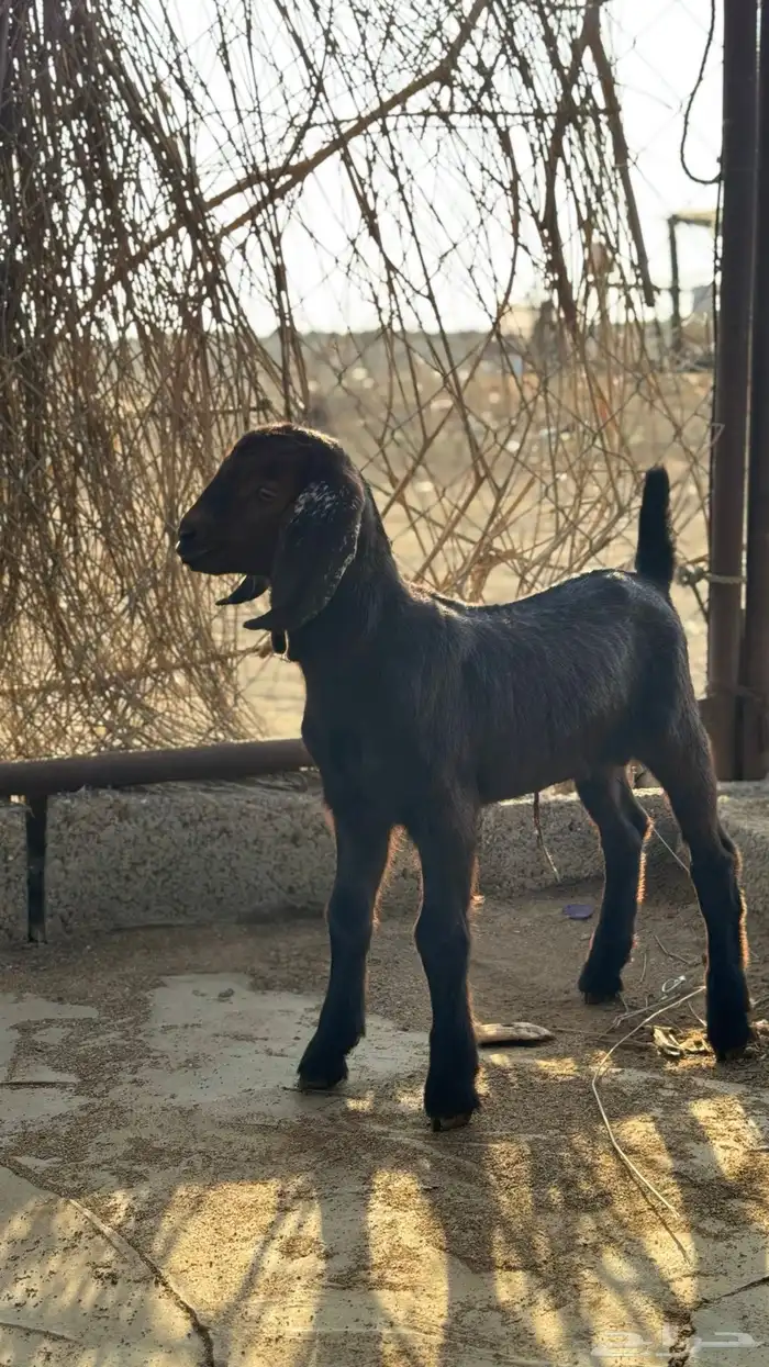 مشروع فحل تيس مطور ادهم ادبس العمر 7ايام 2