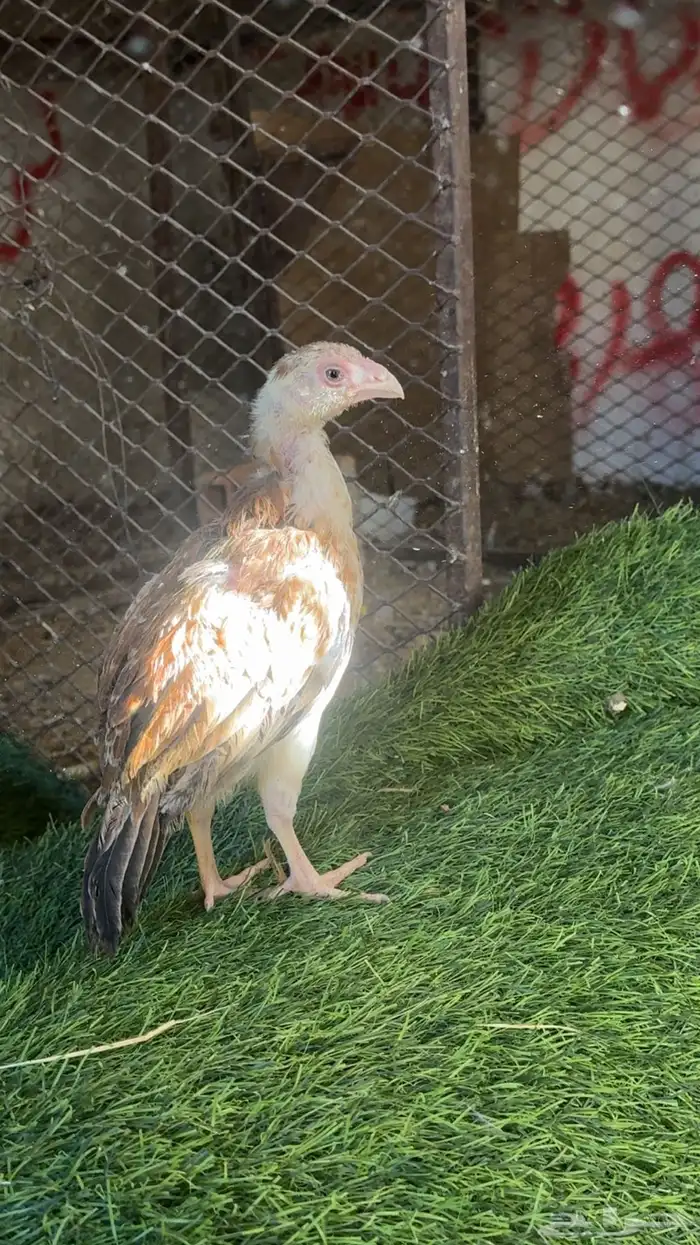 دجاج باكستاني شمو يباني و سندي 11