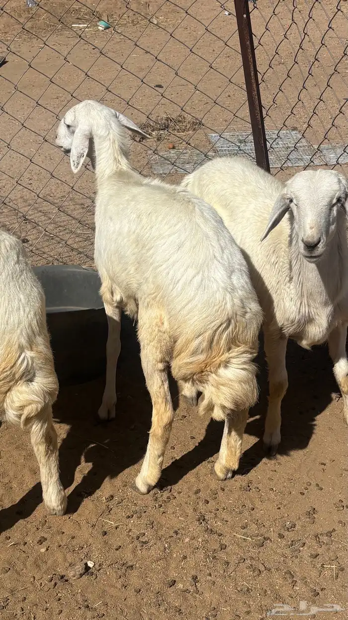 خروفين ورخل للبيع 1