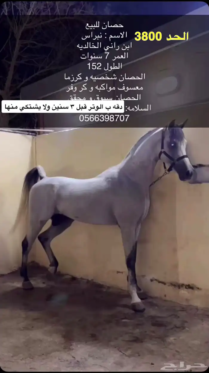 حصان طرب وسبوق 0