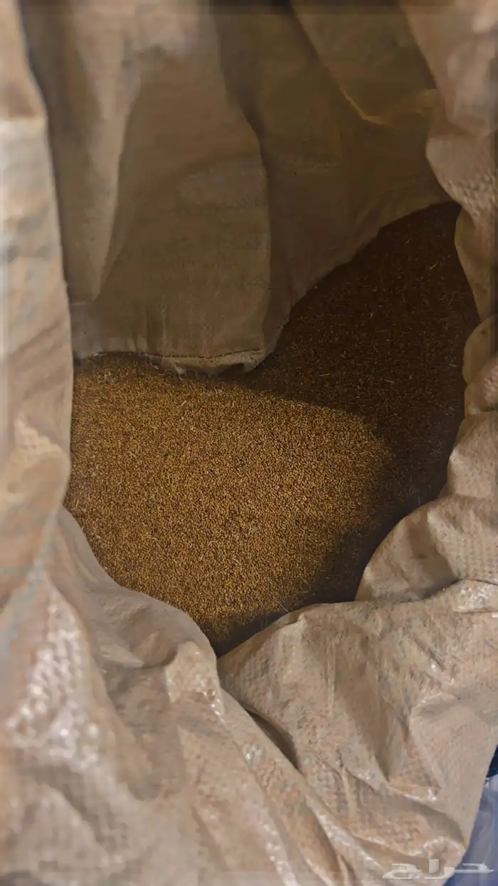 بذر برسيم صبخاوي 0