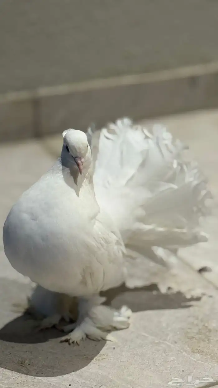 حمام رقاص هندي ابيض توب 1