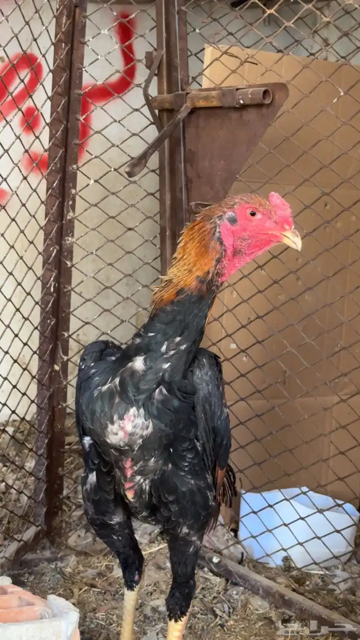 دجاج باكستاني شمو يباني و سندي 20