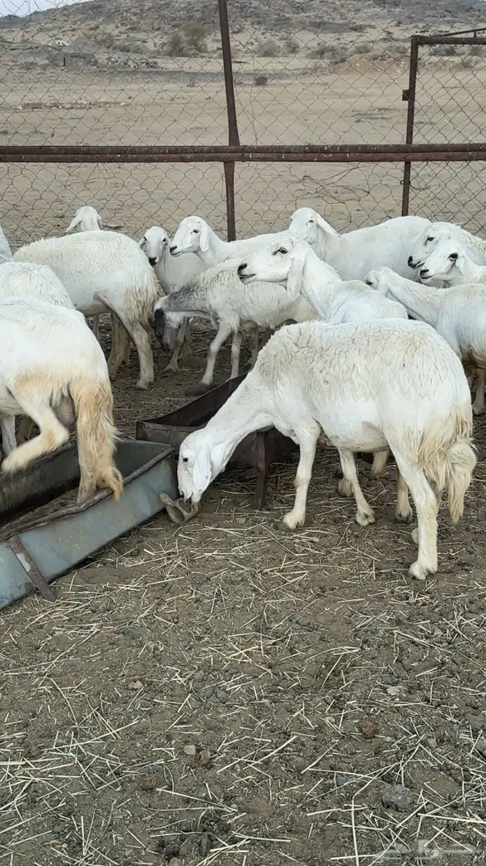 اعرض لكم حلالي ضان دفع دفاع بين مراح واحد ونضاف ومشروطه 6