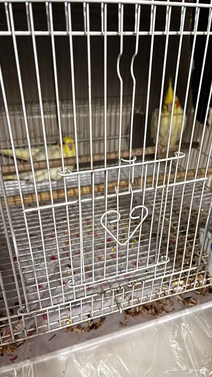 طيور كروان ذكر وأنثى 0