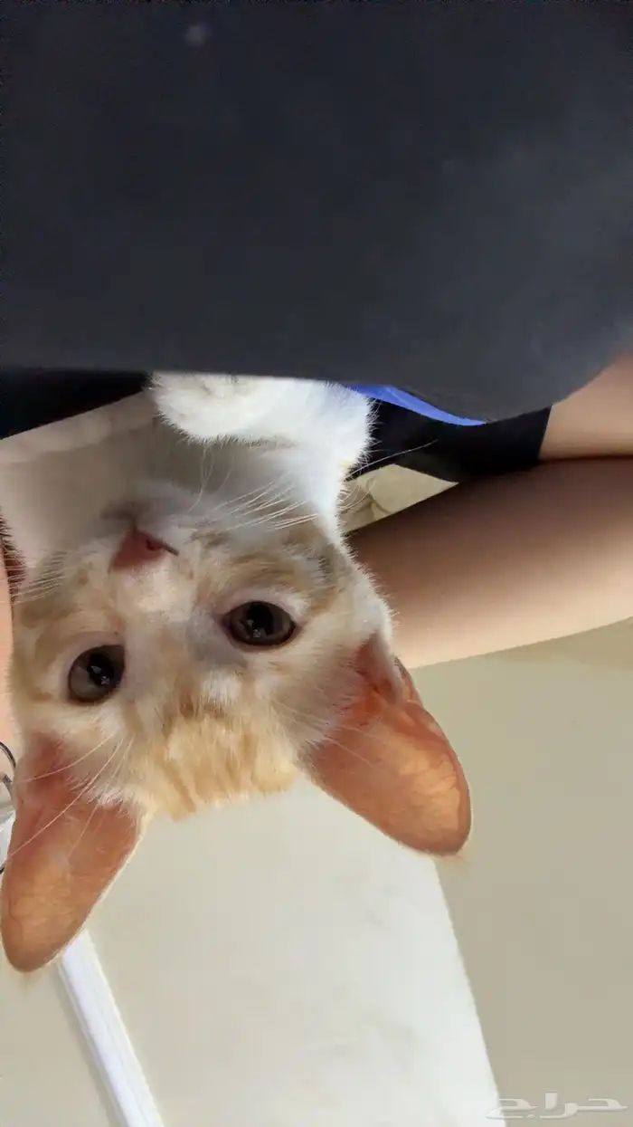 قطه مفقوده 5